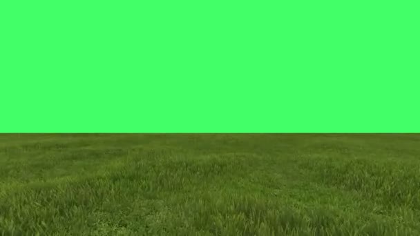 Green field on green screen in background — Stock Video