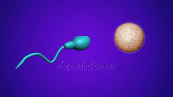 Σπέρμα και γόνιμο ανθρώπου αυγό. Έννοια της σπερματέγχυσης. Εξωσωματική γονιμοποίηση — Αρχείο Βίντεο