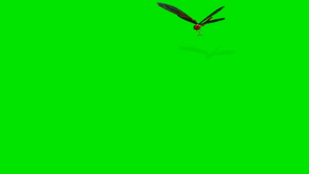 Flying dragonfly isolated on green screen — Stock Video