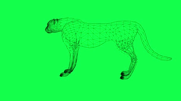 Rotation des Drahtrahmens isolierter Leopard — Stockvideo