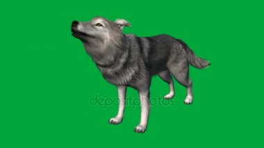 wolfs yürüyüşü - hayvan yeşil ekran görüntüleri