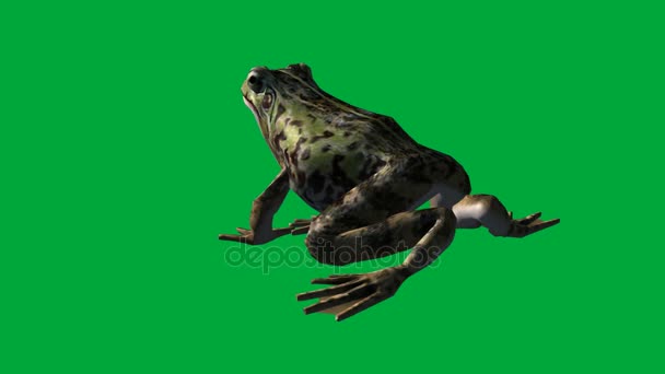 Kurbağa yemek, yürümek ve atlama - yeşil ekran — Stok video