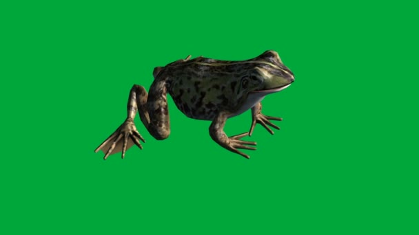 Frog eat ,walk and jump - green screen — Stock Video © vitanovski #148368093