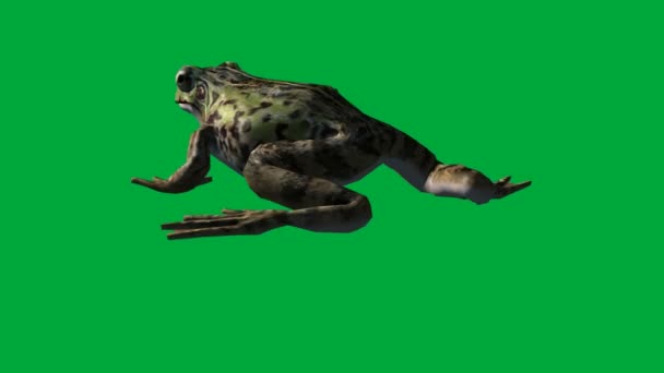 grenouille manger, marcher et sauter - écran vert 