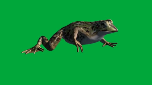 Frog eat ,walk and jump - green screen — Stock Video