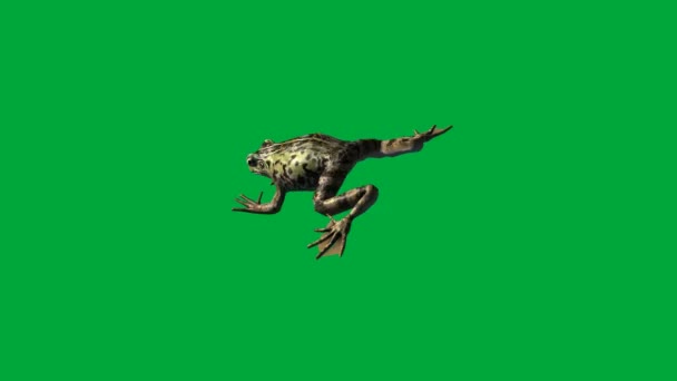 grenouille manger, marcher et sauter - écran vert 