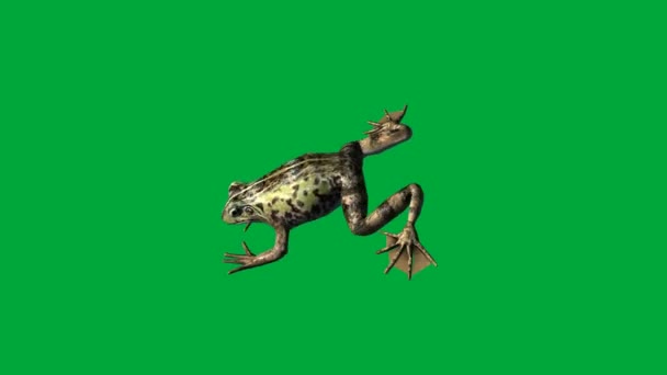 Лягушка есть, ходить и прыгать - зеленый экран — стоковое видео