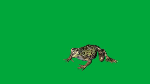 Frog eat ,walk and jump - green screen — Stock Video