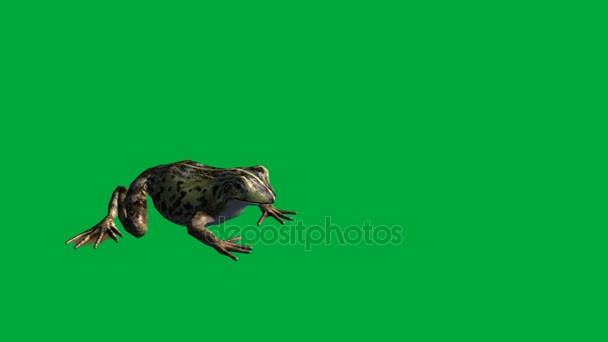 Frog eat ,walk and jump - green screen — Stock Video