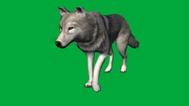 Wolf walk - imágenes de pantalla verde animal — Vídeos de Stock