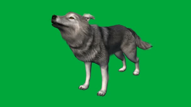 wolfs walk - images de l "écran vert animal 