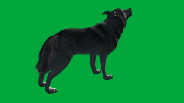 Wolf walk - imágenes de pantalla verde animal — Vídeos de Stock