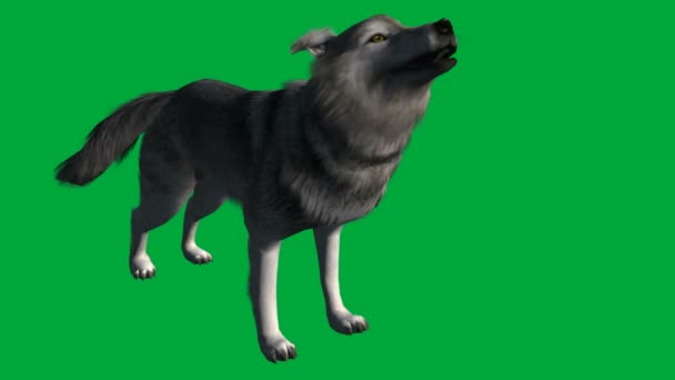 Wolf walk - animal green screen footage — Stock Video