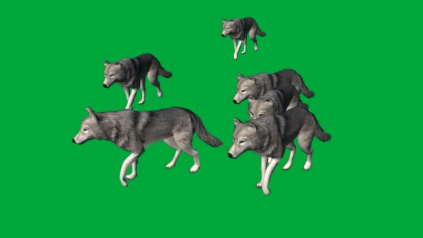 Wilków spacerem - materiału zwierzęcego zielony ekran — Wideo stockowe