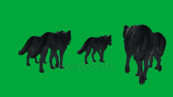 Wolfs yürüyüşü - hayvan yeşil ekran görüntüleri — Stok video
