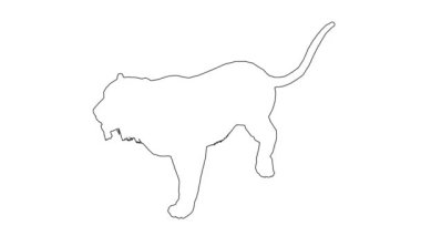 Panter beyaz arkaplanda ilerliyor