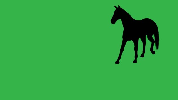 Silhouette Cheval Mouvement Sur Écran Vert — Video