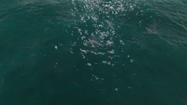 Ağır çekim sinek rahatsız okyanus su yüzey üzerinde