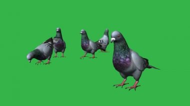  Güvercinler yemek - yeşil ekran üzerinde ayrılmış