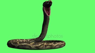 Yılan - python yere sürün