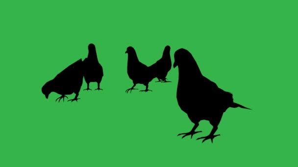 Pigeons mangent séparés sur l'écran vert — Video