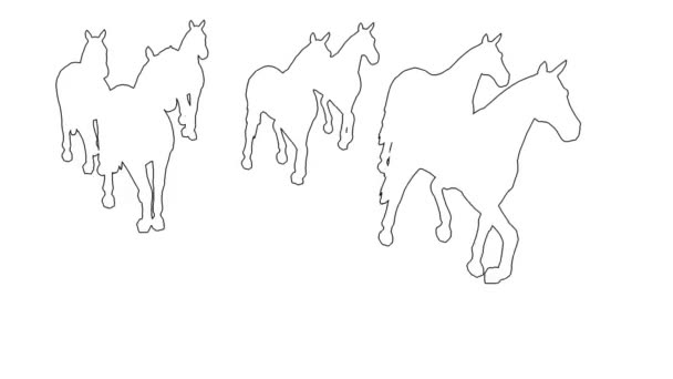 Konie w galopie - rozdzielone na biały ekran — Wideo stockowe