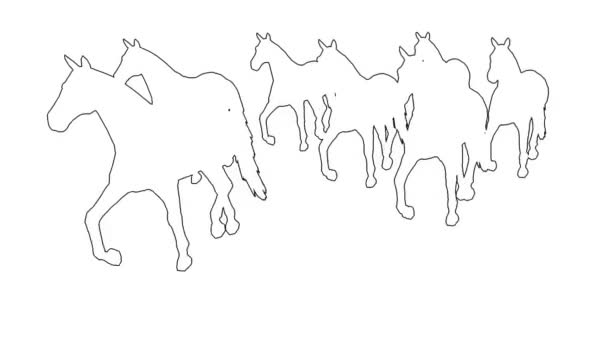 Pferde galoppieren - getrennt auf weißer Leinwand — Stockvideo