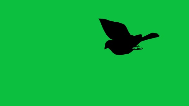 Pardal de pássaro está voando silhueta - separado na tela verde — Vídeo de Stock