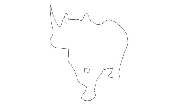 Ρινόκερος περίπατος - διαχωρίζονται σε λευκό φόντο — Αρχείο Βίντεο