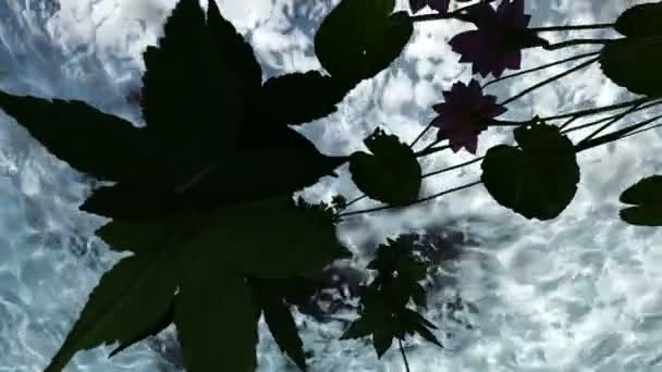 Flowers under water in lake water — Stock Video