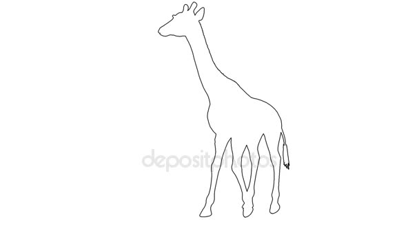 Giraffe walking. On white screen — Stock Video