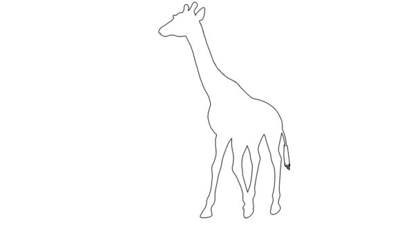 Žirafa, chůzi. Na bílé plátno