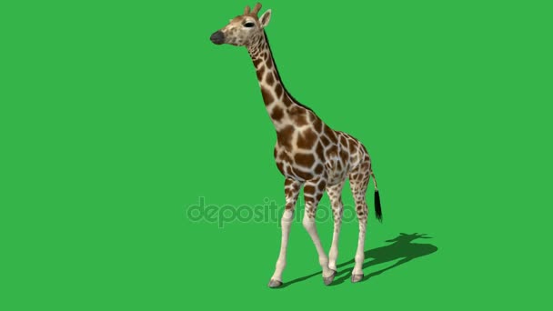 Giraff promenader med skugga — Stockvideo