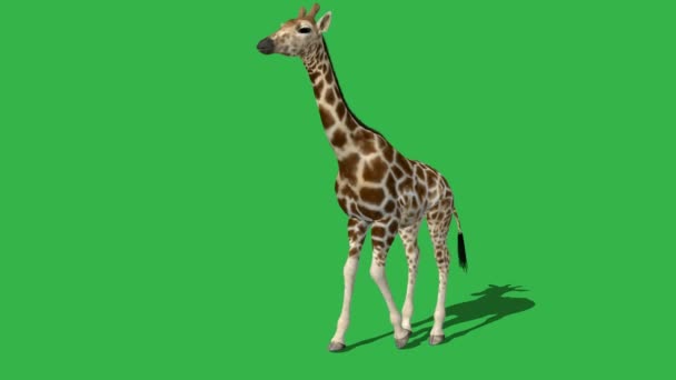  girafe marche avec ombre 