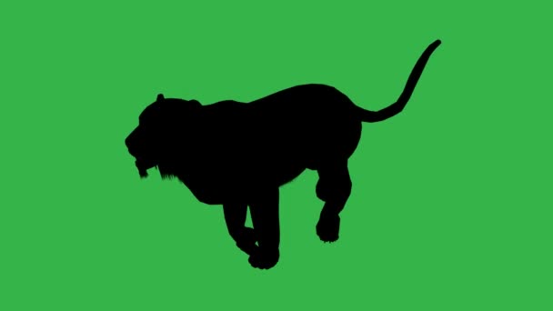 Panther flyttar. På grön skärm — Stockvideo