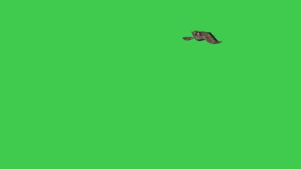  Fliegender amerikanischer Uhu auf grünem Bildschirm