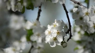 İlkbaharda açan kiraz çiçekleri
