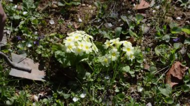 Bahçıvan dikim çiçek