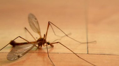 Yerdeki yusufçuk makrosu