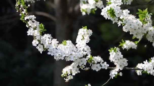 Flores de cereja florescendo na primavera — Vídeo de Stock