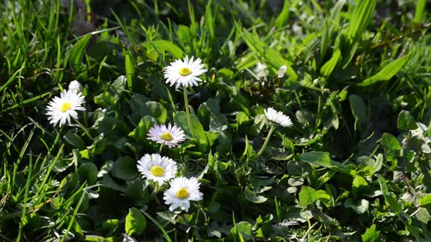 Summer field with white daisies — Stock Video