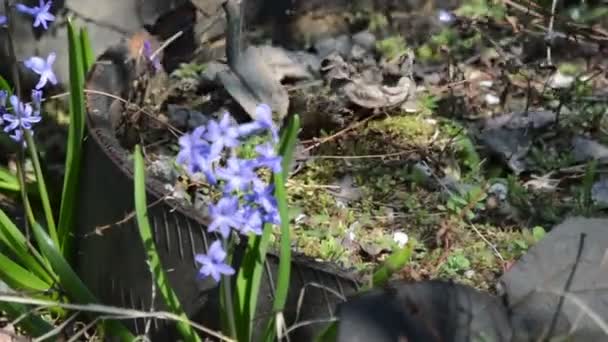 Tuinman aanplant bloem — Stockvideo