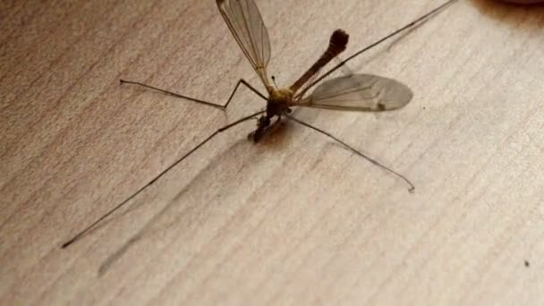 Dragonfly macro on the floor — Stock Video