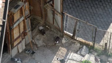 Evcil güvercinler güvercinlikte dinleniyor