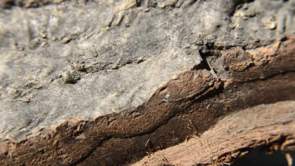 Vista Ravvicinata Della Corteccia Dell Albero Rotta Ruota — Video Stock