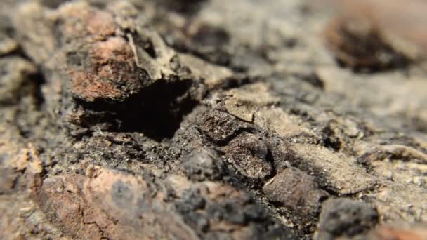 Vista Ravvicinata Della Corteccia Dell Albero Rotta Ruota — Video Stock