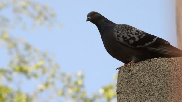 Beau Pigeon Debout Ligne Sur Bord Toit Maison Regardant Autour — Video