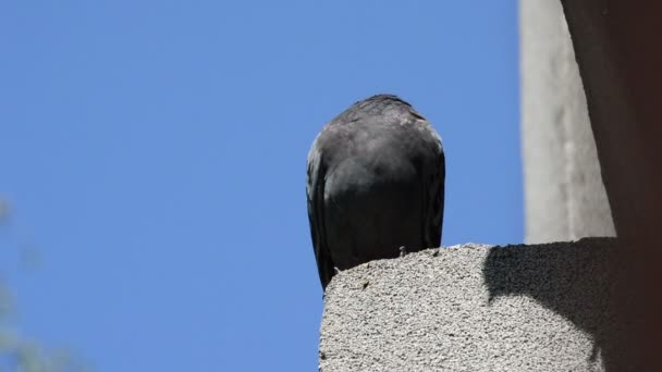 家の屋根の端に並ぶ美しい鳩は 周りを見回す — ストック動画