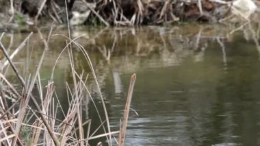 Dalgalanan suda yatan yaşlı ağaç.