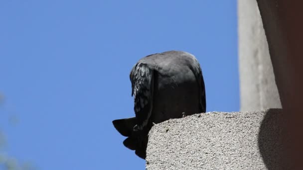 Beau Pigeon Debout Ligne Sur Bord Toit Maison Regardant Autour — Video